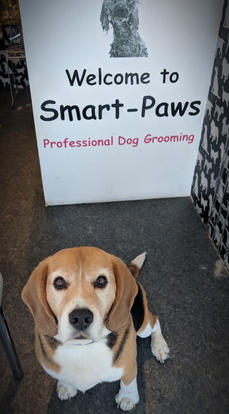 A beagle sitting on the salon floor after its groom
