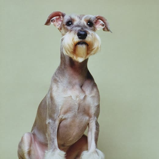 A neatly trimmed miniature schnauzer after a full groom