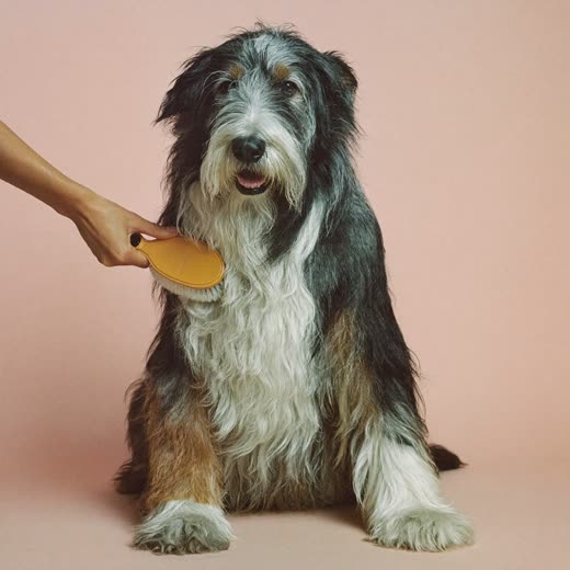 A wire-haired terrier being brushed out