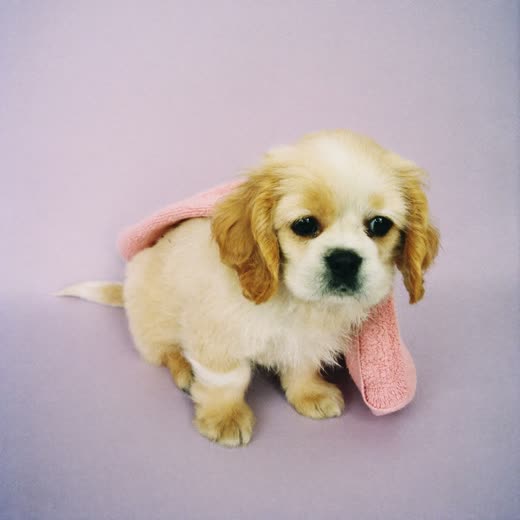 A young cockapoo puppy wrapped in a towel